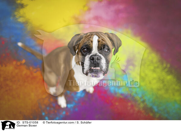 Deutscher Boxer / German Boxer / STS-01058