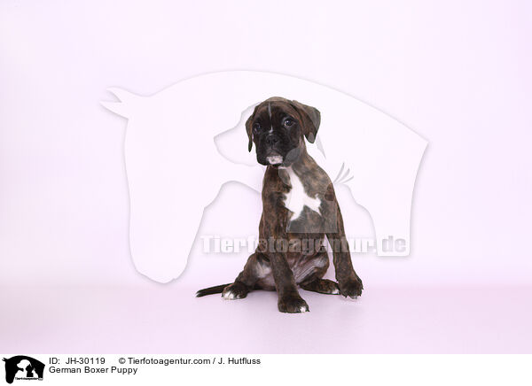 Deutscher Boxer Welpe / German Boxer Puppy / JH-30119