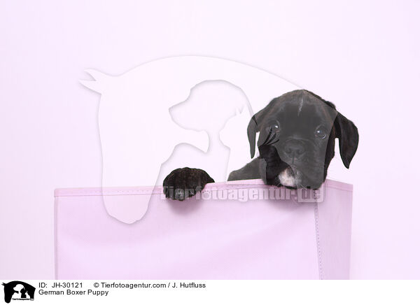 Deutscher Boxer Welpe / German Boxer Puppy / JH-30121