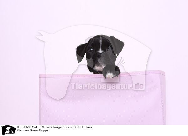 German Boxer Puppy / JH-30124