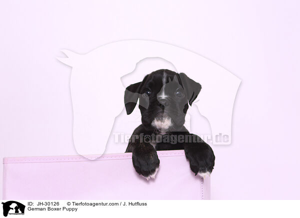 Deutscher Boxer Welpe / German Boxer Puppy / JH-30126