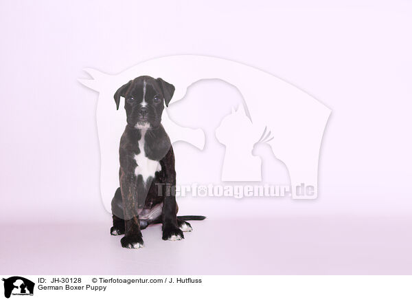 Deutscher Boxer Welpe / German Boxer Puppy / JH-30128