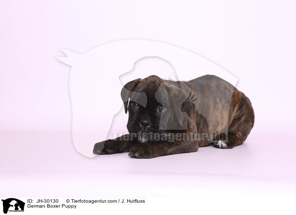Deutscher Boxer Welpe / German Boxer Puppy / JH-30130
