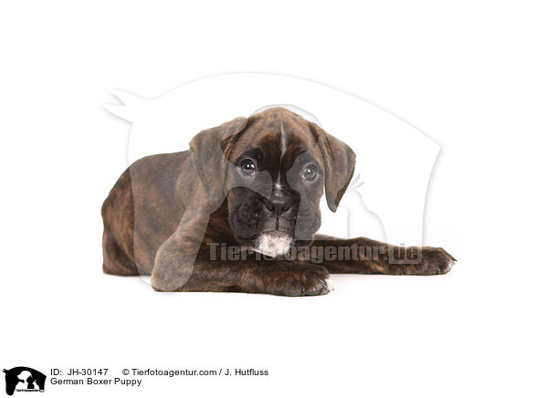 Deutscher Boxer Welpe / German Boxer Puppy / JH-30147