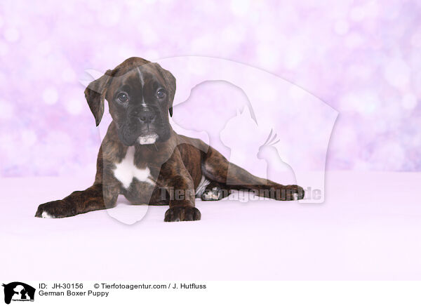 German Boxer Puppy / JH-30156
