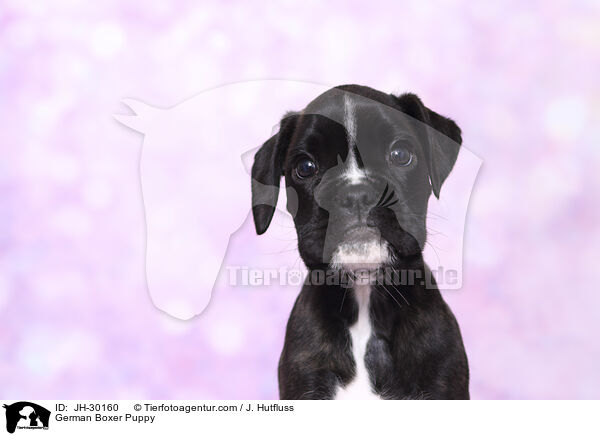 Deutscher Boxer Welpe / German Boxer Puppy / JH-30160