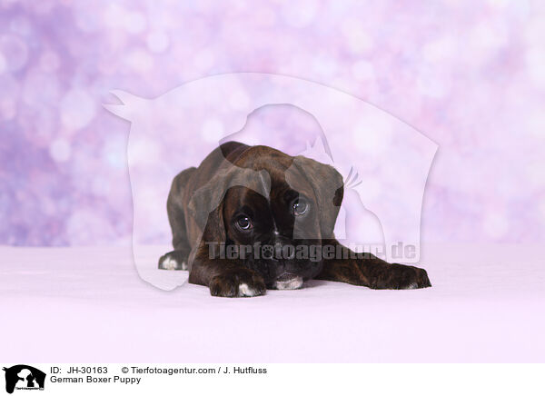 Deutscher Boxer Welpe / German Boxer Puppy / JH-30163