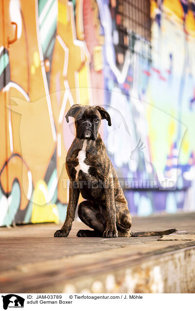 ausgewachsener Deutscher Boxer / adult German Boxer / JAM-03789