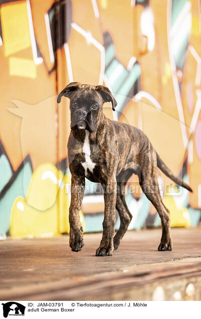 ausgewachsener Deutscher Boxer / adult German Boxer / JAM-03791