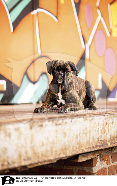 ausgewachsener Deutscher Boxer / adult German Boxer / JAM-03792