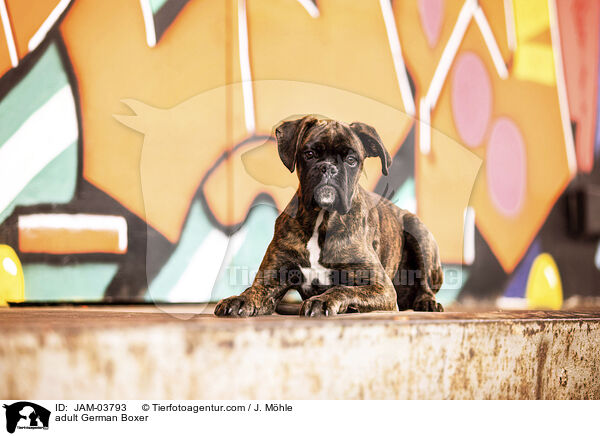 ausgewachsener Deutscher Boxer / adult German Boxer / JAM-03793