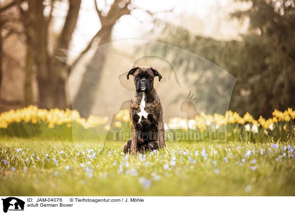 ausgewachsener Deutscher Boxer / adult German Boxer / JAM-04076