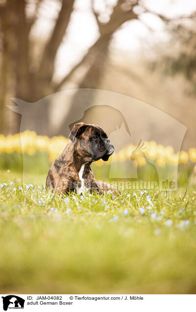 ausgewachsener Deutscher Boxer / adult German Boxer / JAM-04082
