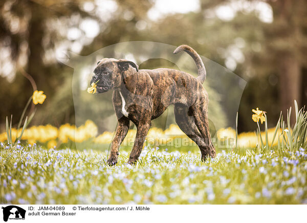 ausgewachsener Deutscher Boxer / adult German Boxer / JAM-04089