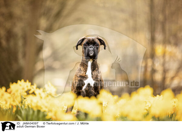 ausgewachsener Deutscher Boxer / adult German Boxer / JAM-04097