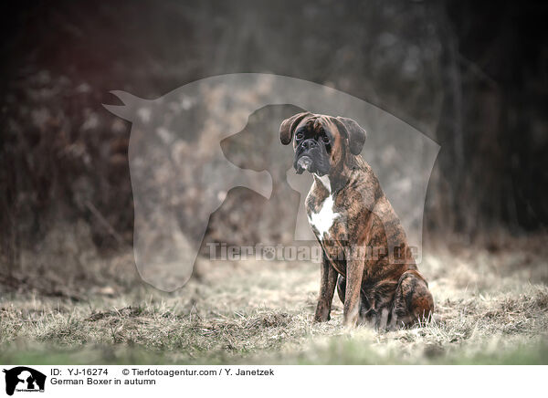 Deutscher Boxer im Herbst / German Boxer in autumn / YJ-16274