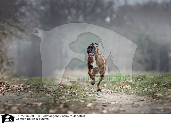 Deutscher Boxer im Herbst / German Boxer in autumn / YJ-16280