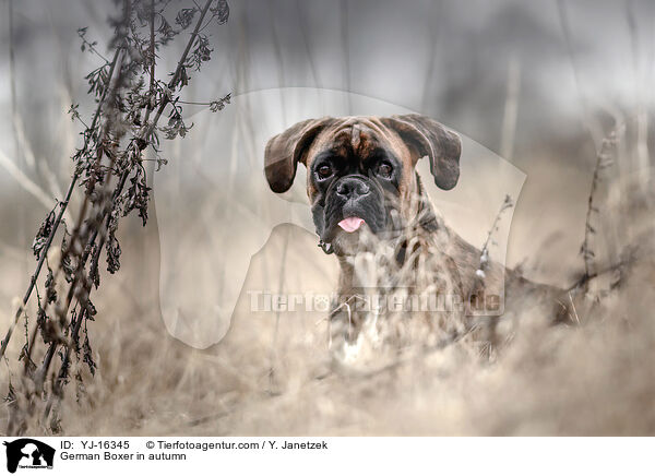 Deutscher Boxer im Herbst / German Boxer in autumn / YJ-16345