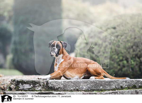 Deutscher Boxer im Sommer / German in summer / YJ-16351