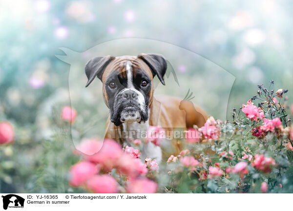 Deutscher Boxer im Sommer / German in summer / YJ-16365