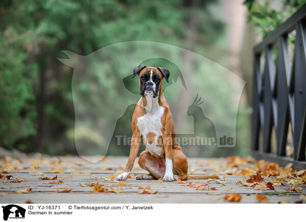 Deutscher Boxer im Sommer / German in summer / YJ-16371