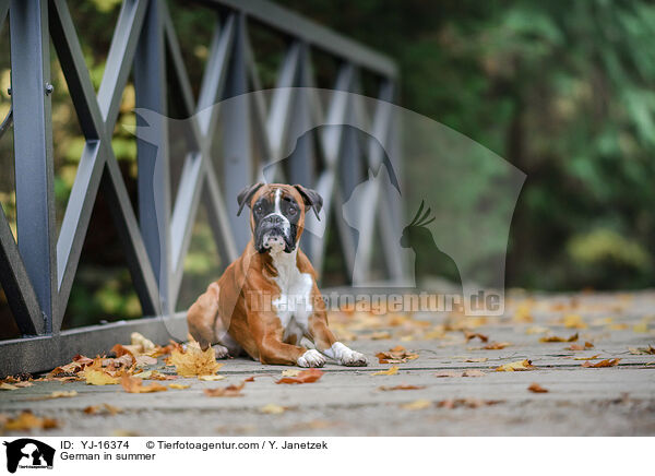 Deutscher Boxer im Sommer / German in summer / YJ-16374