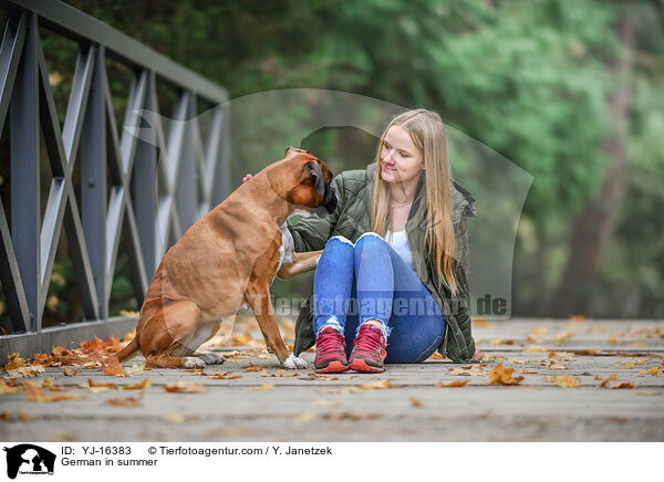 Deutscher Boxer im Sommer / German in summer / YJ-16383