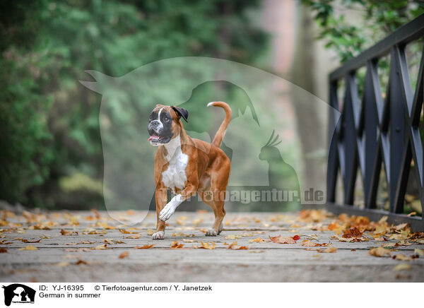 Deutscher Boxer im Sommer / German in summer / YJ-16395