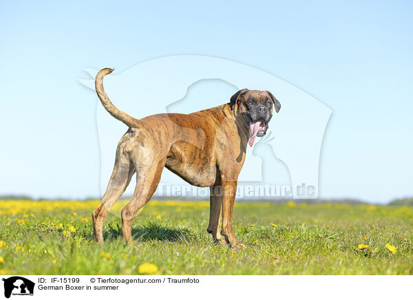 Deutscher Boxer im Sommer / German Boxer in summer / IF-15199