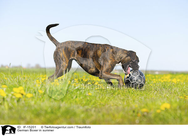 Deutscher Boxer im Sommer / German Boxer in summer / IF-15201