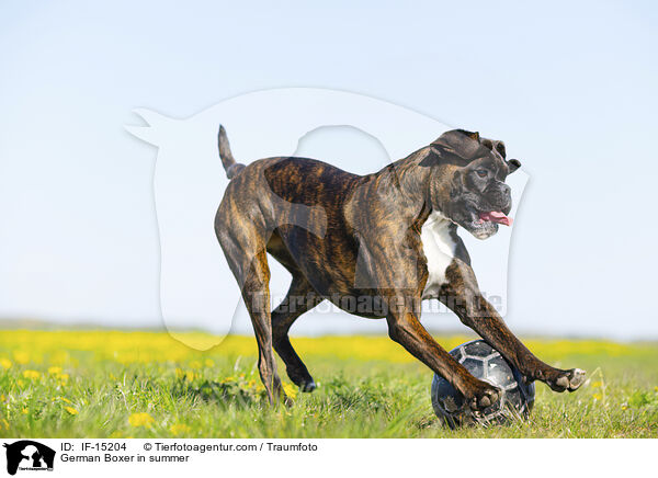 Deutscher Boxer im Sommer / German Boxer in summer / IF-15204