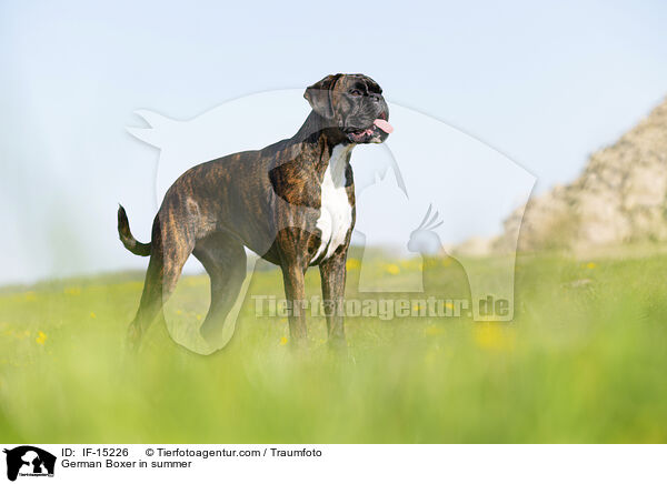 Deutscher Boxer im Sommer / German Boxer in summer / IF-15226