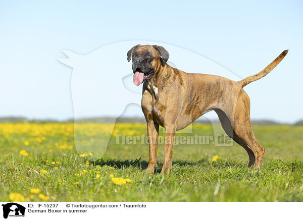 Deutscher Boxer im Sommer / German Boxer in summer / IF-15237