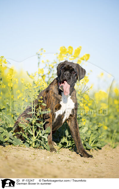 German Boxer in summer / IF-15247