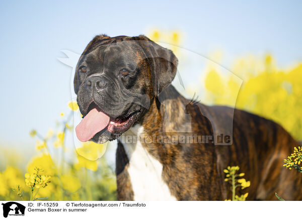 Deutscher Boxer im Sommer / German Boxer in summer / IF-15259