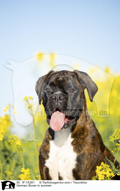 Deutscher Boxer im Sommer / German Boxer in summer / IF-15261