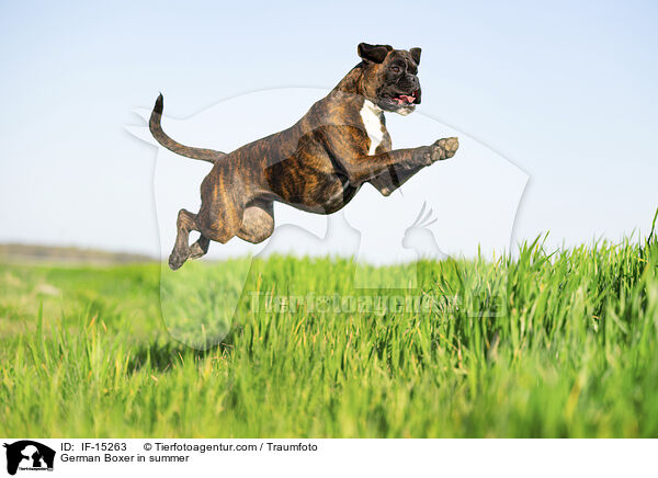 German Boxer in summer / IF-15263