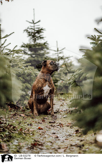 Deutscher Boxer / German Boxer / LB-02278