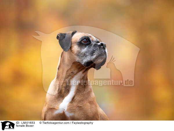 Boxer Hndin / female Boxer / LM-01653