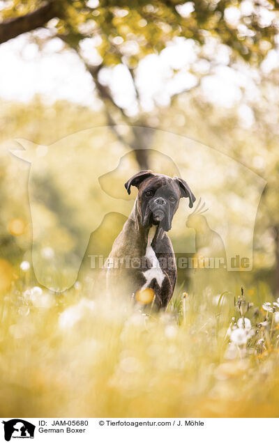 Deutscher Boxer / German Boxer / JAM-05680