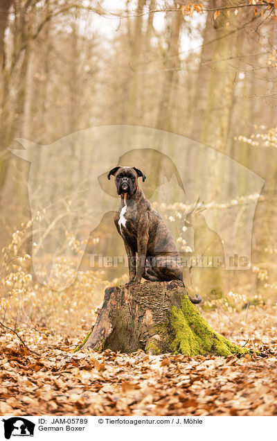 Deutscher Boxer / German Boxer / JAM-05789