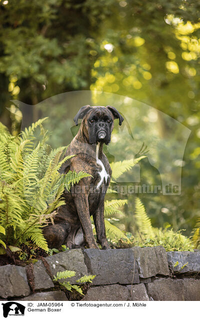 Deutscher Boxer / German Boxer / JAM-05964