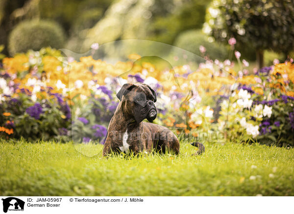 Deutscher Boxer / German Boxer / JAM-05967