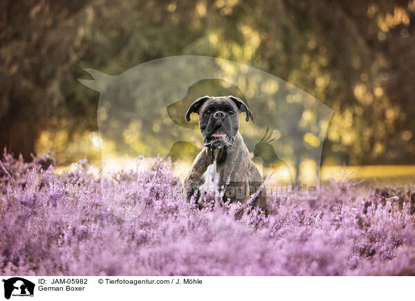 Deutscher Boxer / German Boxer / JAM-05982