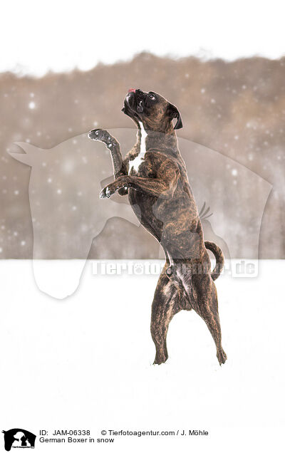 Deutscher Boxer im Schnee / German Boxer in snow / JAM-06338