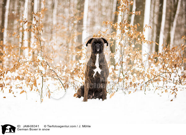 Deutscher Boxer im Schnee / German Boxer in snow / JAM-06341