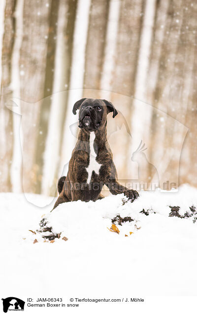 Deutscher Boxer im Schnee / German Boxer in snow / JAM-06343
