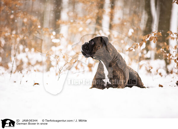 German Boxer in snow / JAM-06344