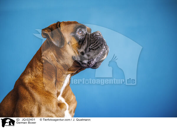 Deutscher Boxer / German Boxer / JQ-02401