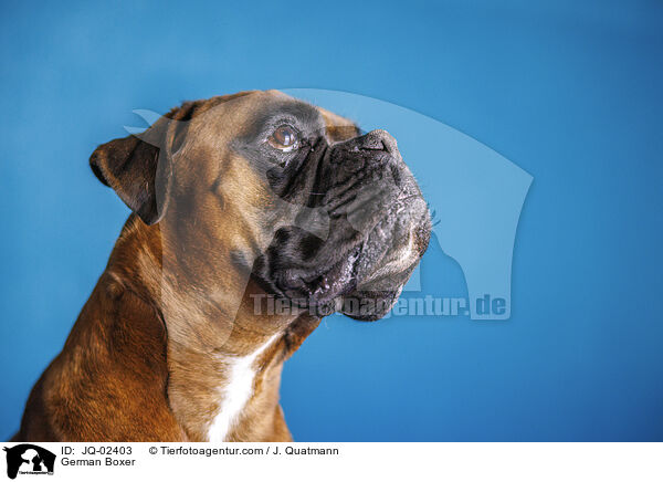 Deutscher Boxer / German Boxer / JQ-02403